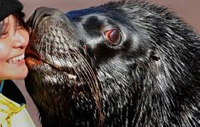 مجموعه اخرى من صور حيوانات جميله و مضحكه عاليه الوضوح Sea Mammal Animals Animal Photo