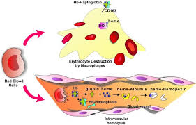 Image result for Haptoglobin
