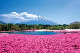 Shiba Sakura And Mt Fuji 1 Day Bus Tour From Tokyo