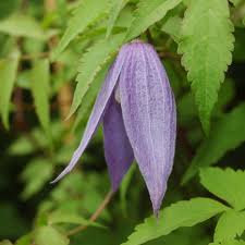 We did not find results for: Odorata Clematis Alpina Odorata Online Kaufen