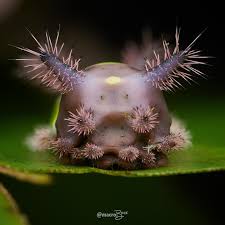 Image result for Scleria hispidula