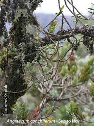 Image result for Angraecum sacciferum