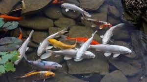 If possible a heater with a dial to adjust the heat. Best Fish For Small Pond Koi Fish Helper