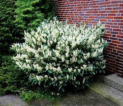 È un piccolo albero sempreverde, usato spesso per proteggere piantagioni di tè o caffè. Piante Sempreverdi Da Vaso E Giardino Consigli E Suggerimenti Sempreverde Piante Da Giardino Giardini Perenni