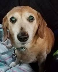 900+ Doxies to Adopt ideas