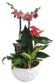 Find great father's day gifts this year with interflora's fantastic range of wine, hampers and flowers. Father S Day Gifts Flowers For Dad Plants Gift Baskets Brantfloristcom