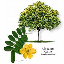 Image result for Cassia nodosa