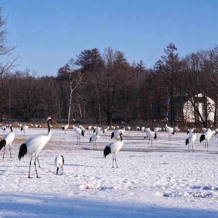 The red crowned crane is one of Japan's most iconic birds and is found year  round in eastern Hokkaido, particularly around the Kushiro Marsh. During  winter, these elegant cranes gather in the