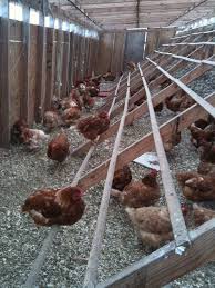 Homemade Chicken Coops Important Tips For Beginners Chicken Cages Building A Chicken Coop Portable Chicken Coop