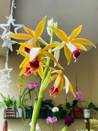 Image result for Phaius