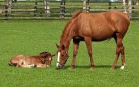 AVMA Names Small Animal Vet as New President