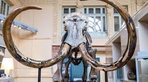 Then, they vanished along with most other megafauna. 10 000 Year Old Woolly Mammoth Skeleton Sells For 645 000