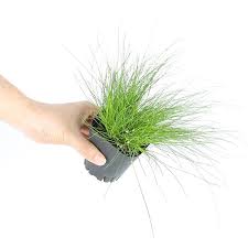 Image result for Isolepis