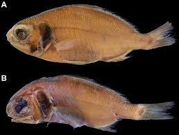 Image result for Polymixis polymita