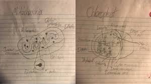 Check spelling or type a new query. Ap Biology Chapter 4 Study Guide Cell Structure And Function Assignment Diagram Quizlet