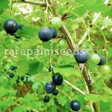 Image result for Artabotrys likimensis