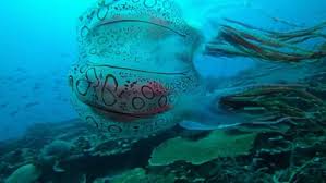 Image result for Gnidia usafuae