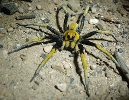 Black And Yellow Striped Spider Australia Desert Wolf Spider From Australia Wolf Spider Spider Spider Species