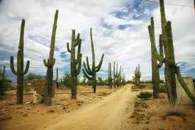 Because it has no leaves, it doesn't give up its water through evaporation as easily as other plants. Cactus Survival