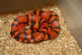 Tangerine Honduran Milksnake Milk Snake Snake Tank Snake