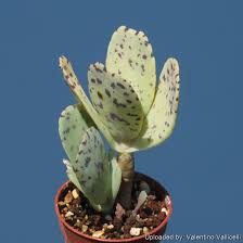 Image result for Kalanchoe marmorata