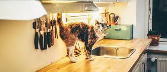 Cig Kedi Mamasi Tarifi Evde Cig Kedi Mamasi Hazirlamak Suzionline