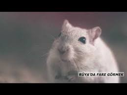Ruyada Fare Gormek Ne Anlama Gelir Siyah Ve Olu Fare Kotuye Mi Isaret Youtube