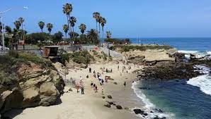 Wildflowers bloom in the springtime throughout southern california. The 8 Best Beaches In California To Have A Picnic