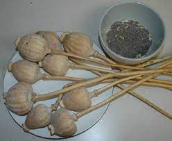 1 pound afghan blue poppy seeds. Poppy Tea Opiate Addiction Treatment Resource