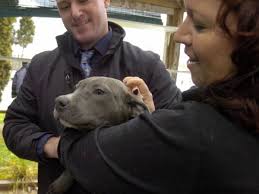 VIDEO: Pit bull puppies rescued from railroad tracks head to their forever  homes