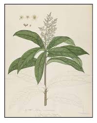 Image result for Lepisanthes senegalensis