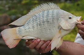 Illustration about sketch, shading, hatch, marine, graphic, view, fish, isolated, side, life, cartoon, dots, tone, . Should I Stock My Pond With Tilapia