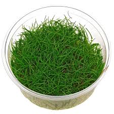 Image result for Eleocharis setifolia