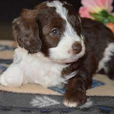 Simone biles is mental health #goals; Bi Color Chocolate White Labradoodle Puppy For Sale Puppies Labradoodle Puppy Baby Animals