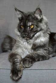 Black And Grey Maine Coon Kittens For Sale Pin On Chats Cats Gatos