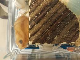Sexing dwarf hamsters is the process of determining if your hamster is a male or a female. 4 Reasons Your Hamster Is Trying To Escape And What To Do