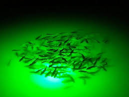 These minnows are wonderful beginner fish. How To Attract Fish To Your Waterfront Or Boat Dock Waterfront Gurus