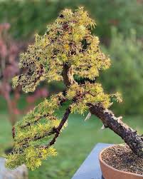 Uber 30 Brillante Garten Design Ideen Fur Die Fassade Ihres Hauses Bonsai Care Bonsai Garden Bonsai Tree