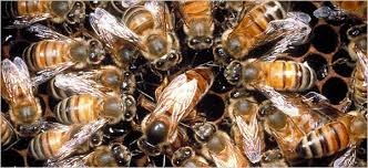 The queen bees, jackson, tn. Queen Bees In Hive Or Castle Duty Without Power Natalie Angier The New York Times