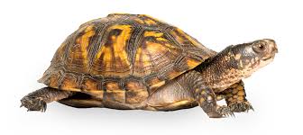 Image result for turtle