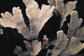 Image result for Orestias foliosa