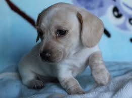 Cream Piebald Shorthair Miniature Dachshund Puppy At Muddy River Dachshunds Dachshund Puppies Dachshund Dachshund Puppy Miniature