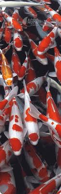 Jual ikan koi berkualitas terbaik dan tidak mengecewakan. Jual Ikan Koi Harga Murah Berkualitas Dan Terpercaya Agro Koi Farm