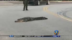 Pedestrian' alligator crosses busy Hilton Head road with police escort –  WSOC TV