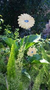 Calla Lilies And Asparagus Ferns Asparagus Fern Calla Lily Garden Landscaping