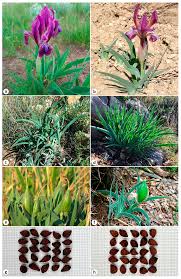 Image result for Iridaceae