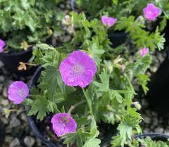 Image result for Geranium sanguineum Max Frei