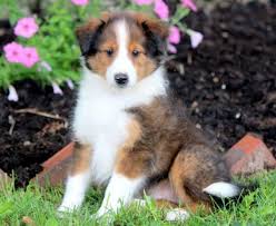 Below is the list of puppy for sale ads on our site. Border Collie Mix Puppies For Sale Puppy Adoption Keystone Puppies