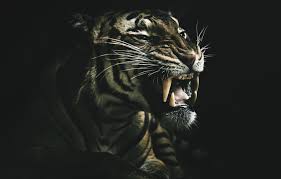 wallpaper tiger background beast images for desktop section koshki download wallpaper tiger background beast