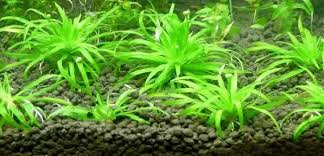 Image result for Syngonanthus exilis